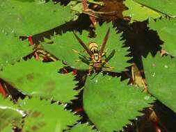 Image of Polistes rothneyi Cameron 1900