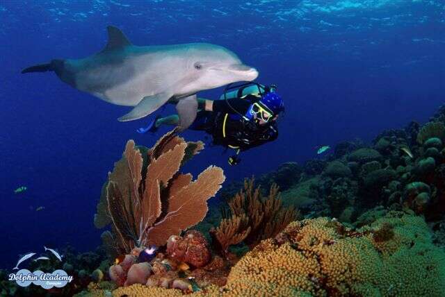 Image of Bottlenose Dolphin