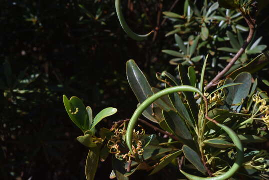 Image of Stenocarpus umbelliferus (J. R. & G. Forst.) Druce