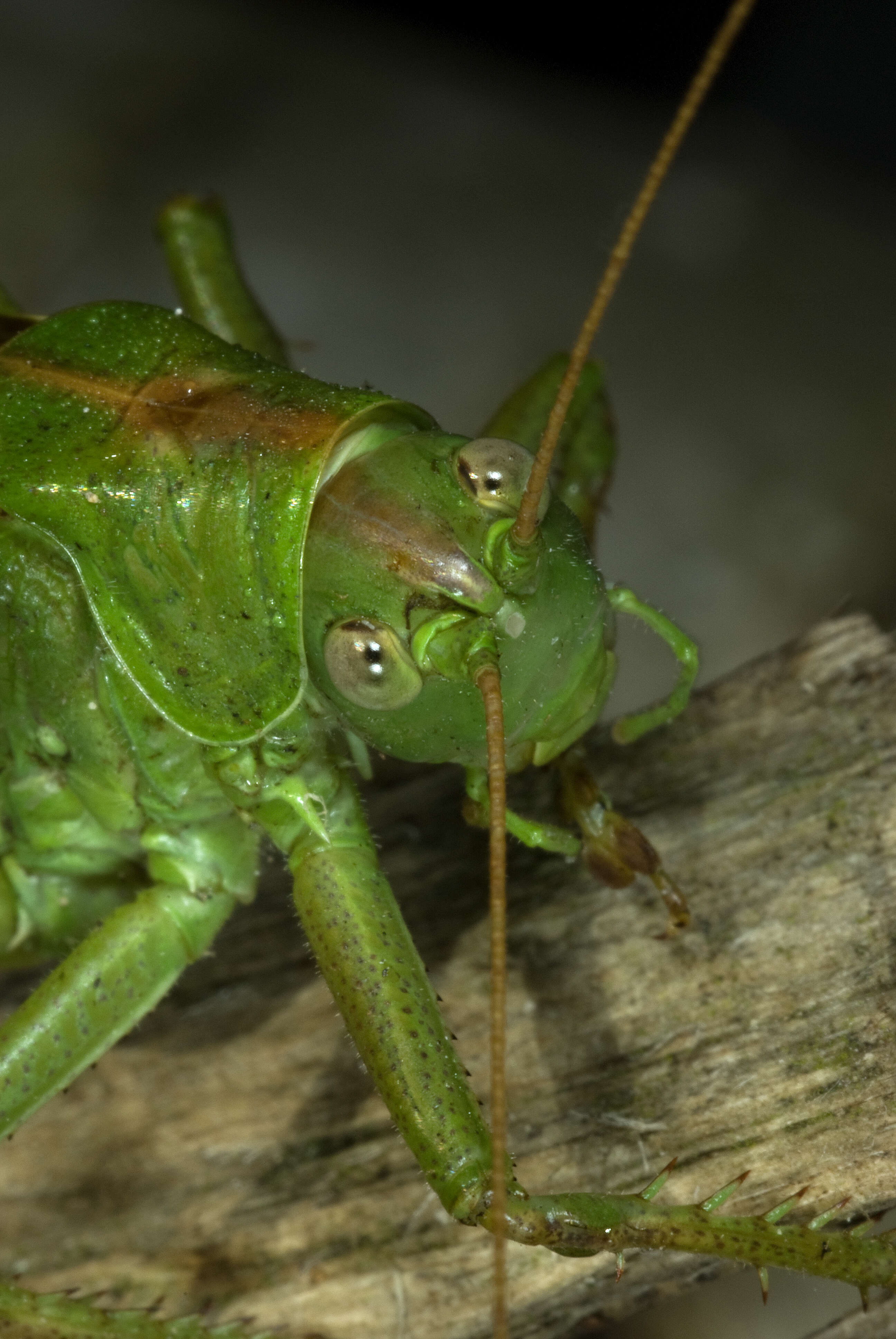 Image of Great green bushcricket