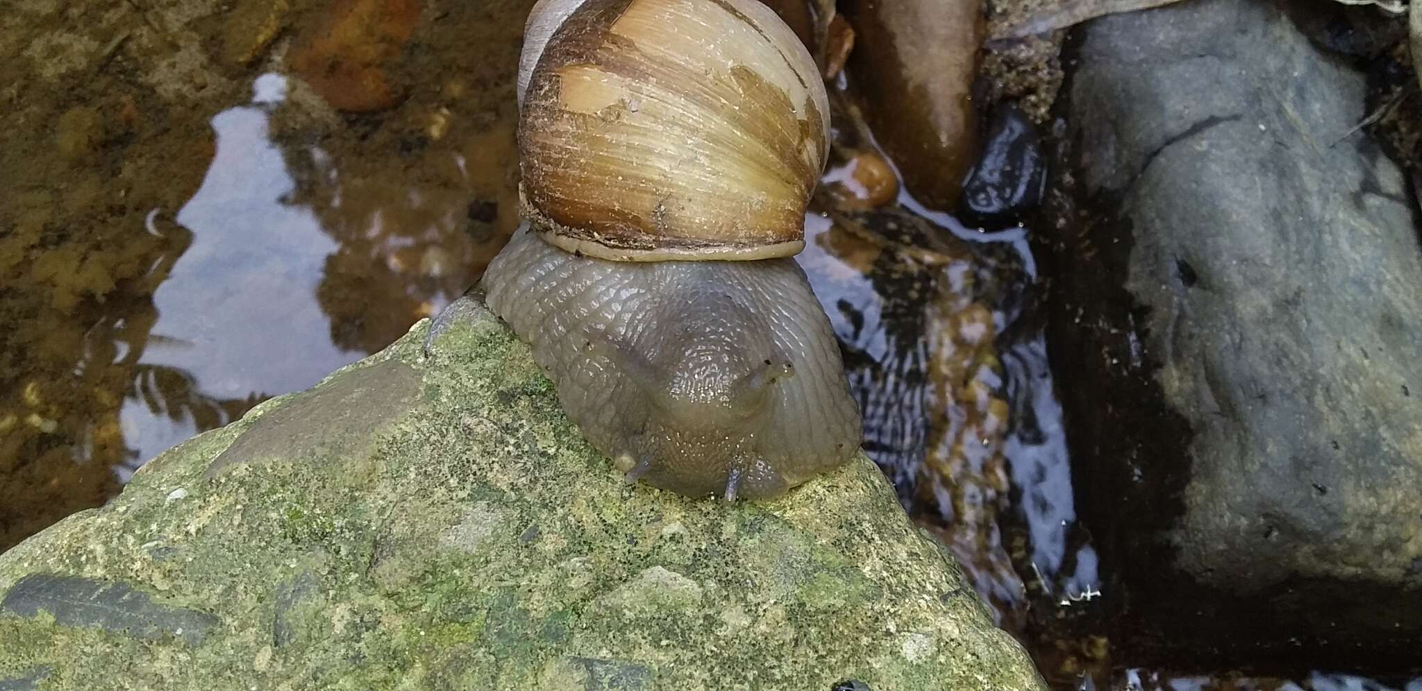 Image de Megalobulimus oblongus