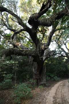 Image of Lebombo wattle