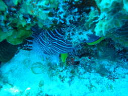 Image of Coral toadfish