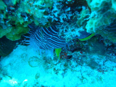 Image of Coral toadfish