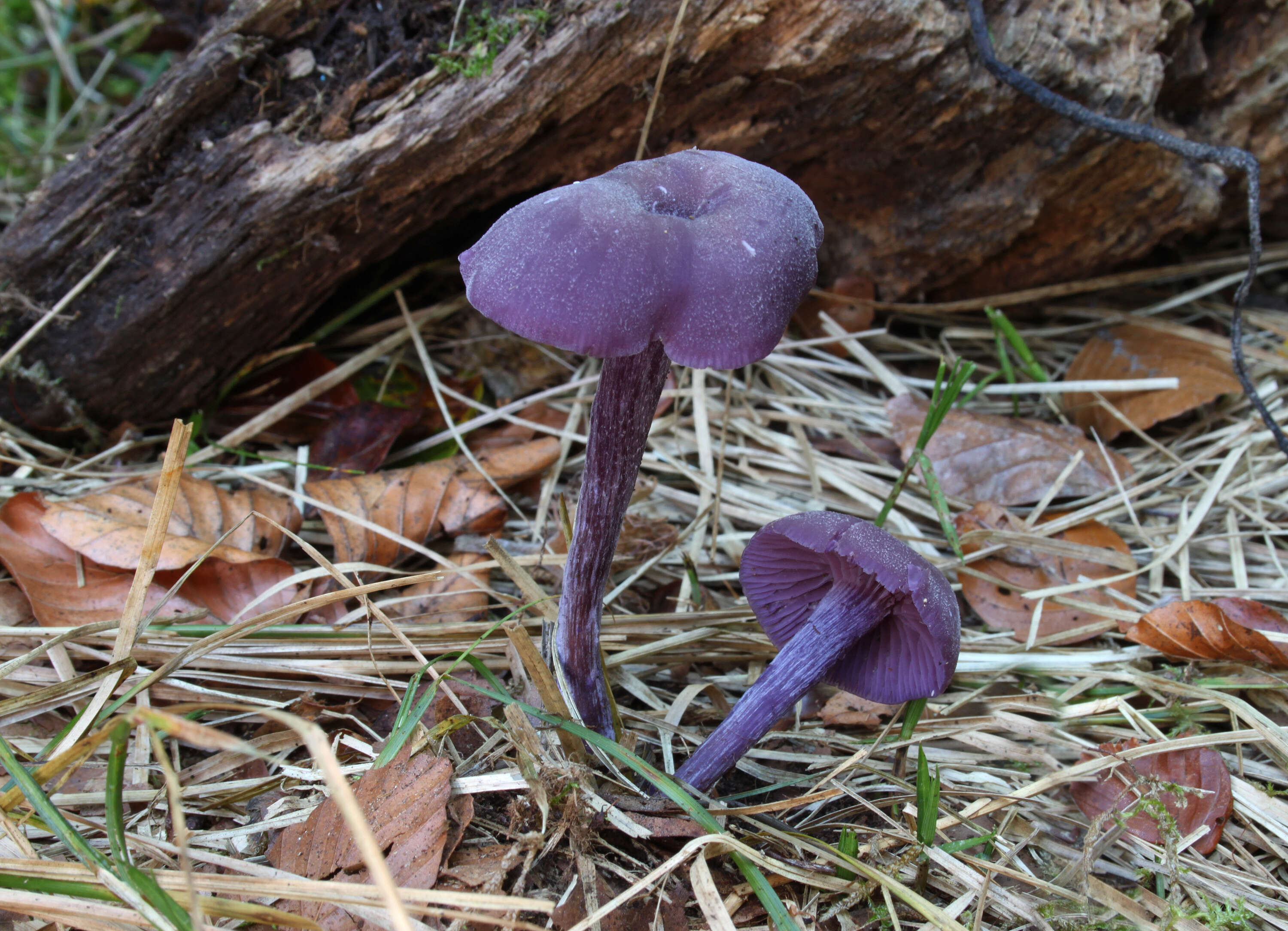 Image of Laccaria amethystina Cooke 1884