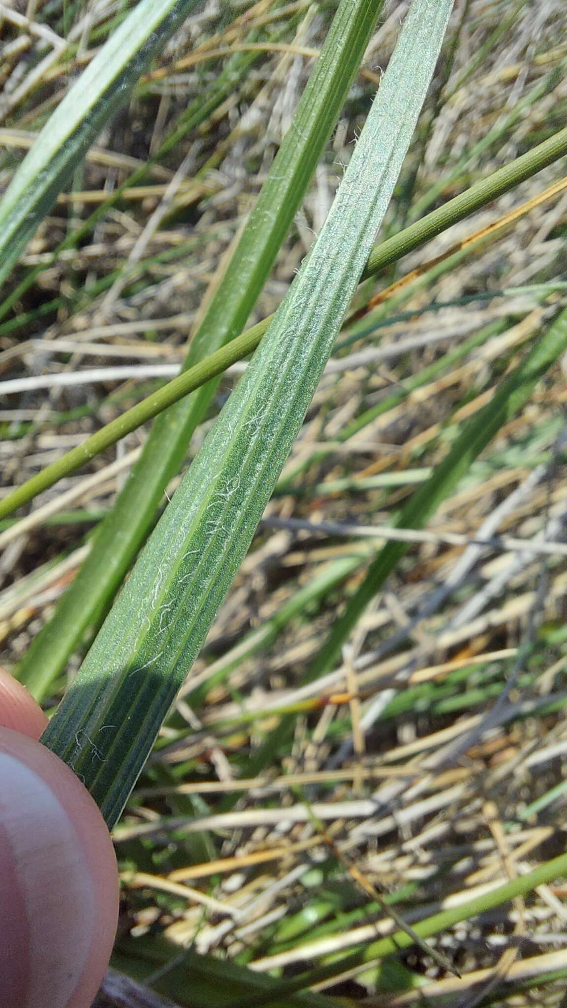 Image of Scorzonera villosa subsp. villosa