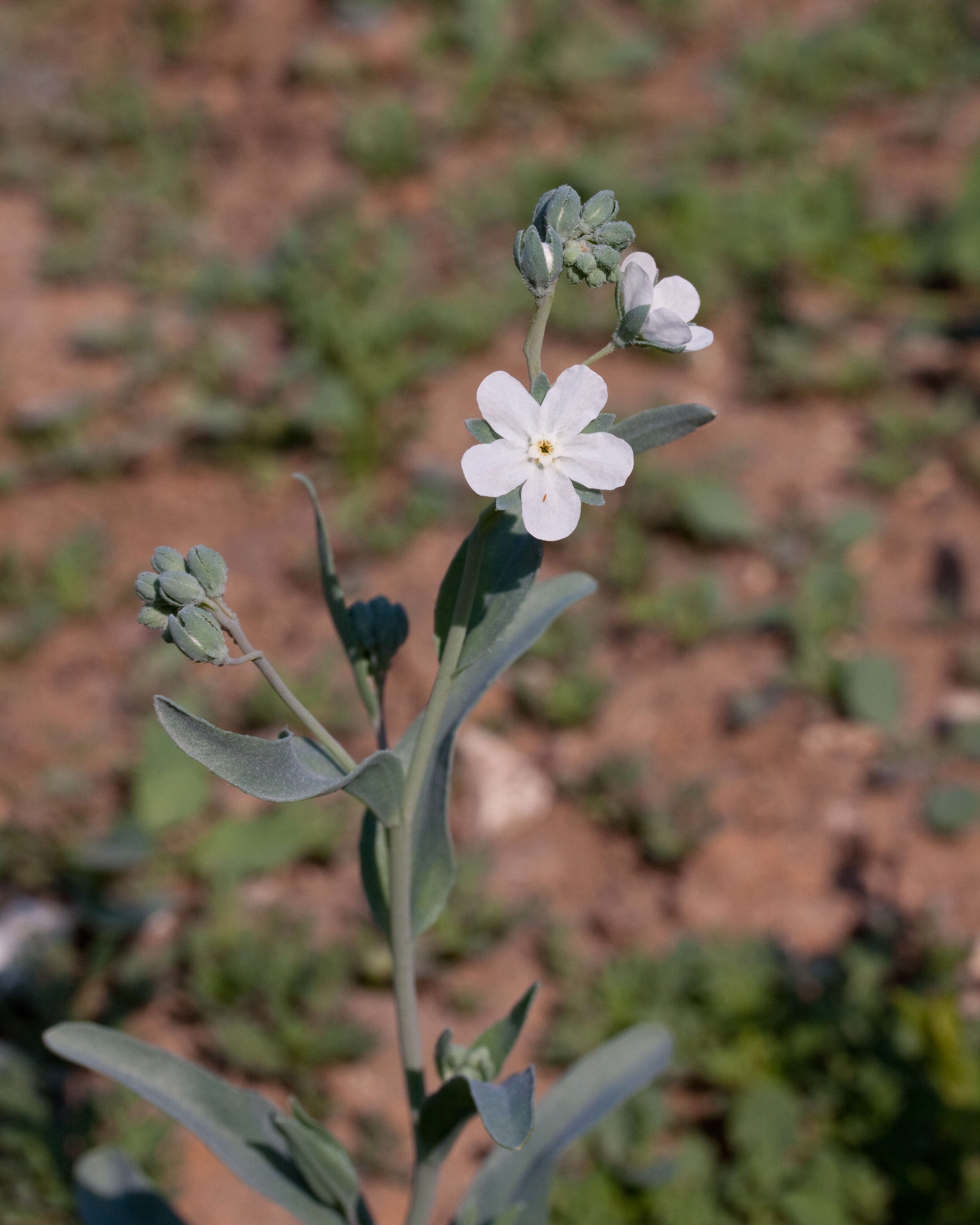 Слика од Iberodes linifolia (L.) Serrano, R. Carbajal & S. Ortiz