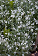 Слика од Iberodes linifolia (L.) Serrano, R. Carbajal & S. Ortiz