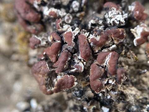 Image of largeleaf gypsoplaca lichen