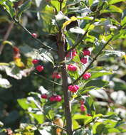 Image of Common spindle tree