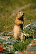 Image of squirrels, dormice, and relatives