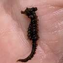 Image of Dwarf Seahorse