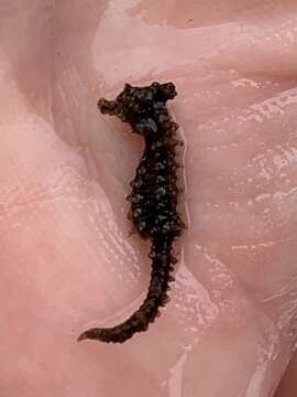 Image of Dwarf Seahorse