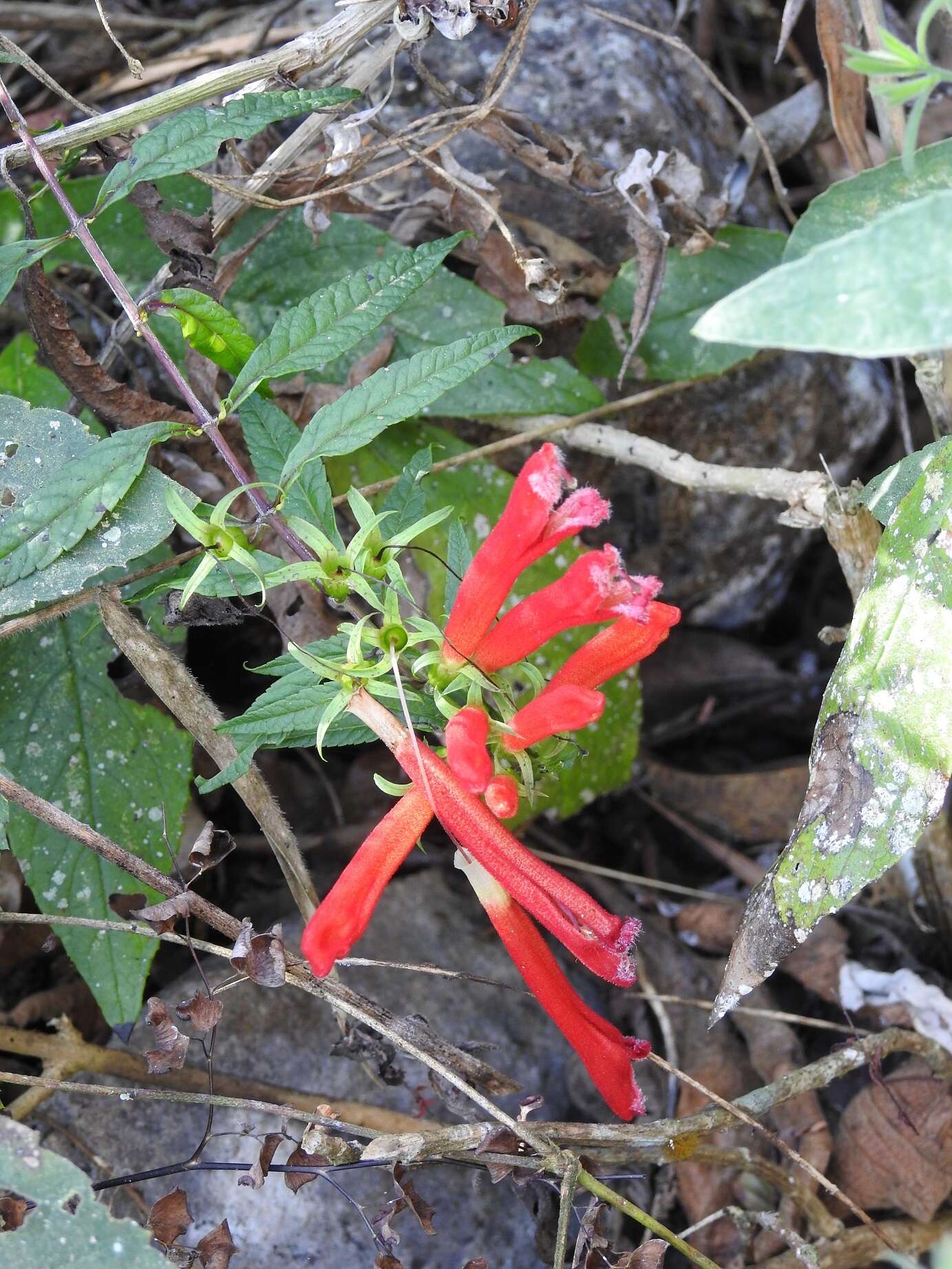 Image of Lamourouxia lanceolata Benth.