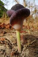 Image of Amorphophallus aphyllus (Hook.) Hutch.