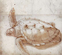 Image of Caretta