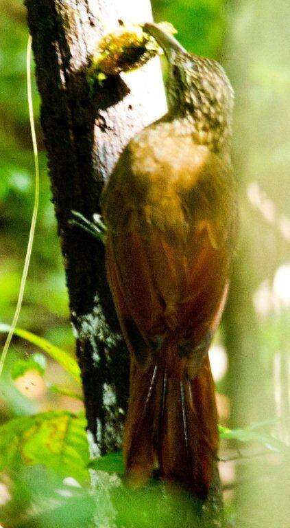 Image of Strong-billed Woodcreeper