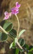 Image of <i>Indigofera alopecuroides</i> var. <i>minor</i> E. Mey.