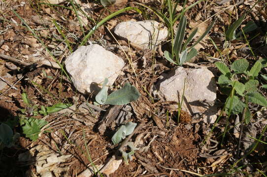 Слика од Centaurea fuscomarginata (K. Koch) Juz.