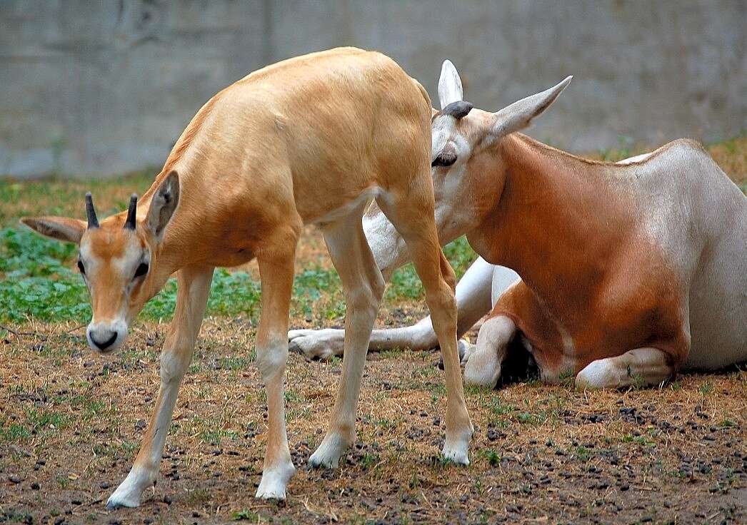 Image of Scimitar-horned Oryx