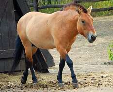 Image of Asian Wild Horse