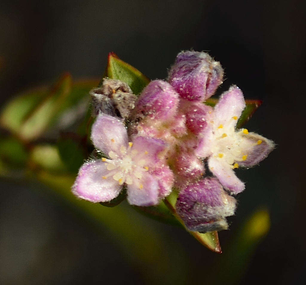 Image of Lachnaea burchellii Meissn.