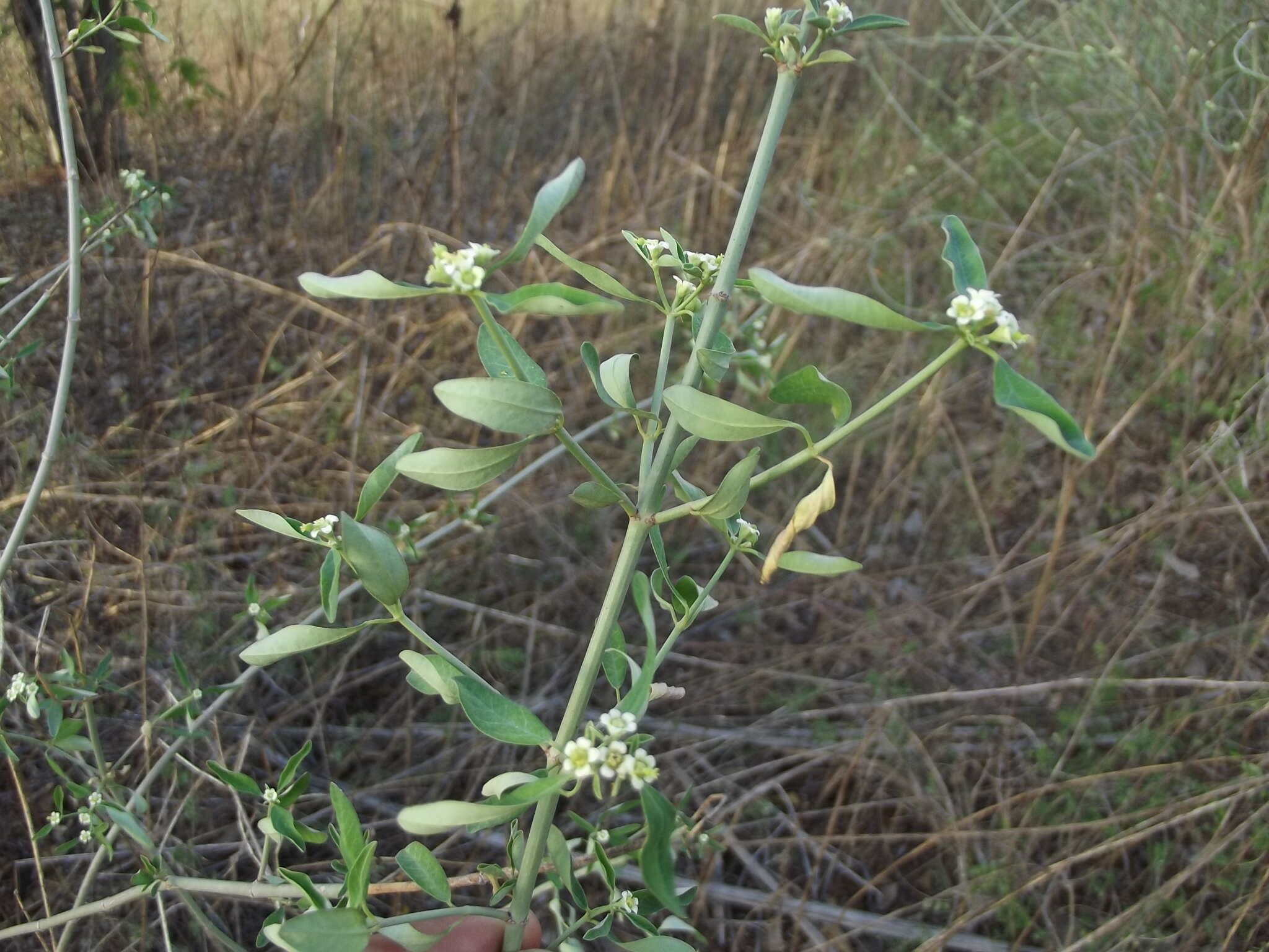 Image of Euphorbia colletioides Benth.