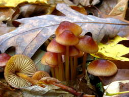 Image of Mycena atkinsoniana A. H. Sm. 1947