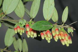 Imagem de Macleania rupestris (Kunth) A. C. Sm.