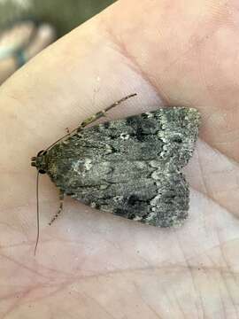 Image of copper underwing