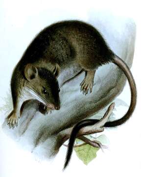 Image of White-footed Climbing Mouse