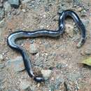 Image of Diard’s blindsnake