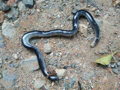 Argyrophis diardii (Schlegel 1839) resmi