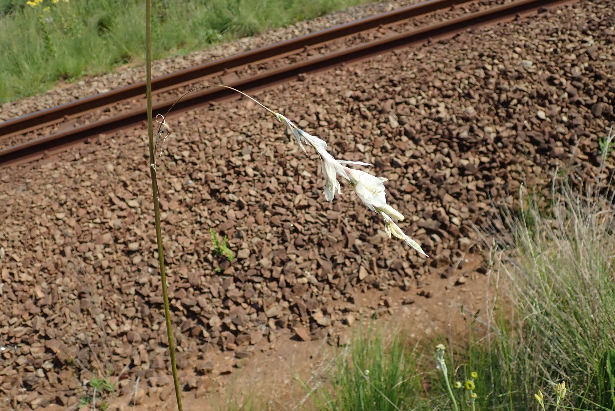 Image of Dierama pallidum Hilliard