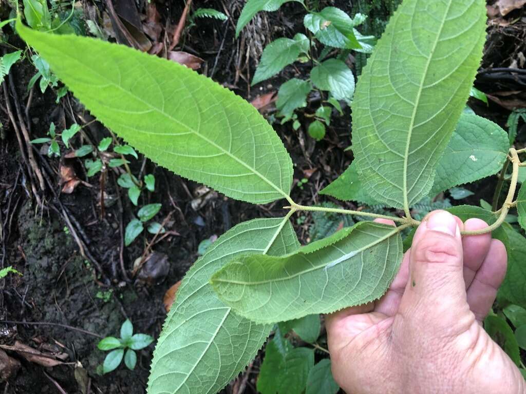 Image of Callicarpa pedunculata R. Br.