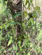 صورة Aristolochia adiastola