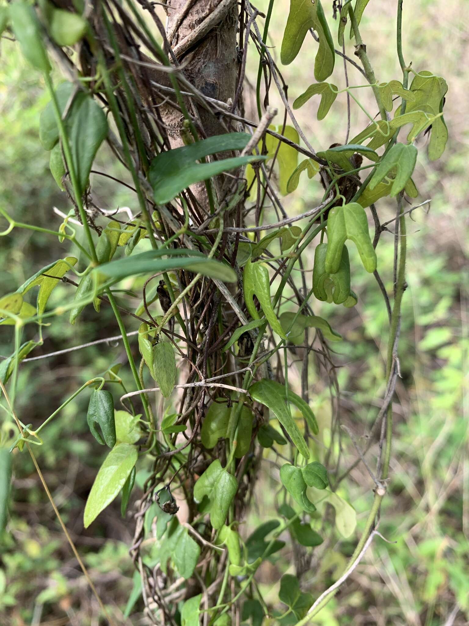 Image of Aristolochia adiastola