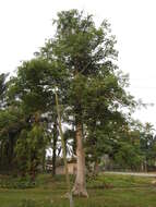 Image of kapoktree