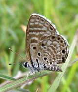 Image of African babul blue