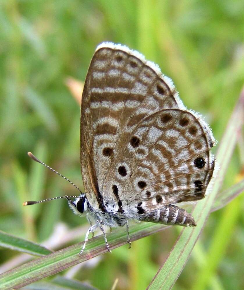 Image of African babul blue