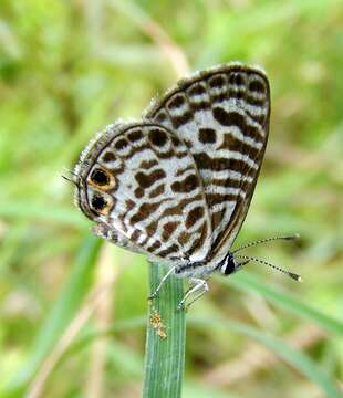 Image of Leptotes plinius