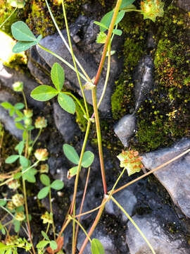 Image de Trifolium cyathiferum Lindl.