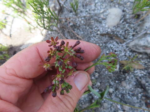 Image of Codonorhiza micrantha (E. Mey. ex Klatt) Goldblatt & J. C. Manning