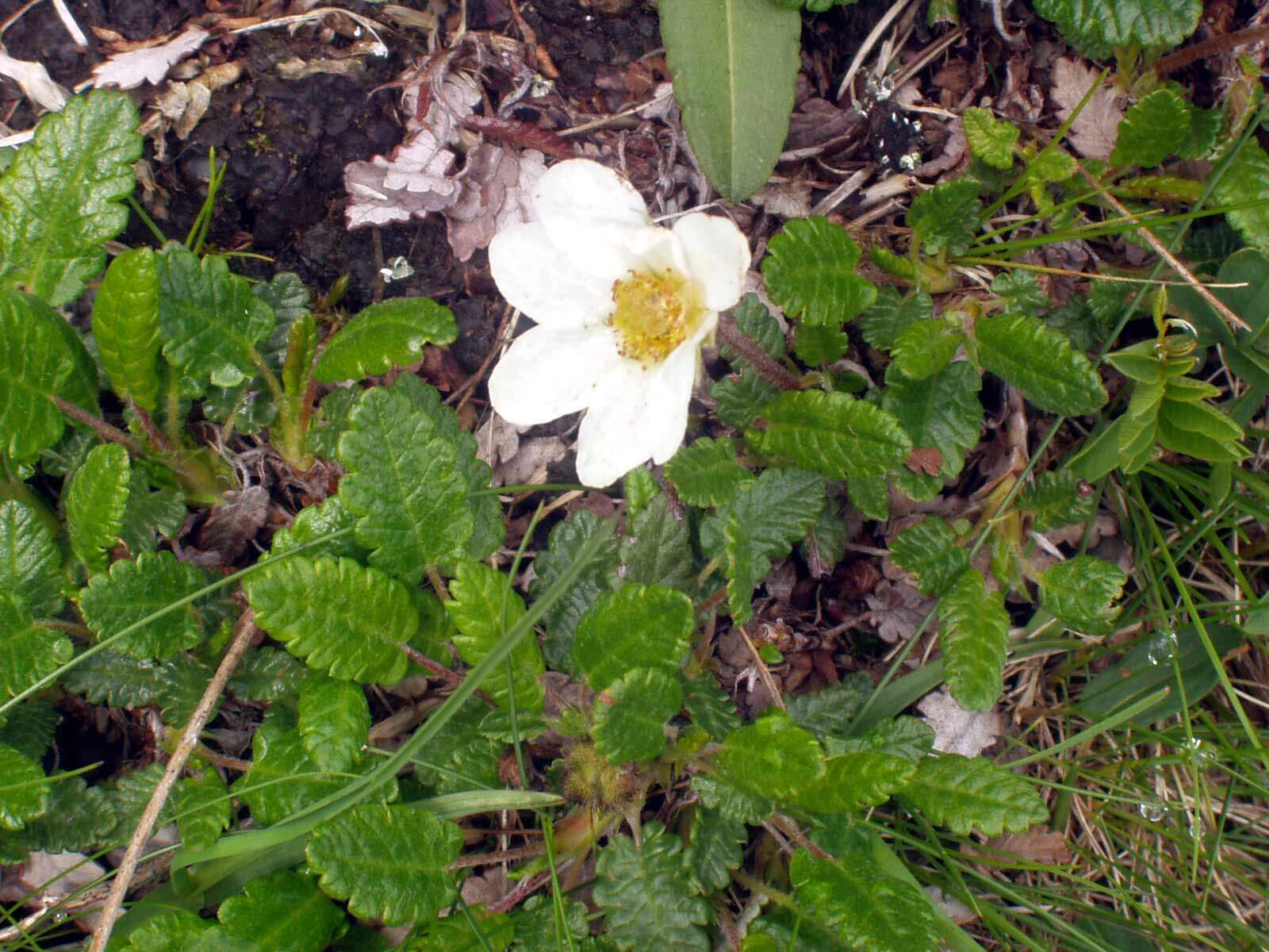 Imagem de Dryas octopetala L.