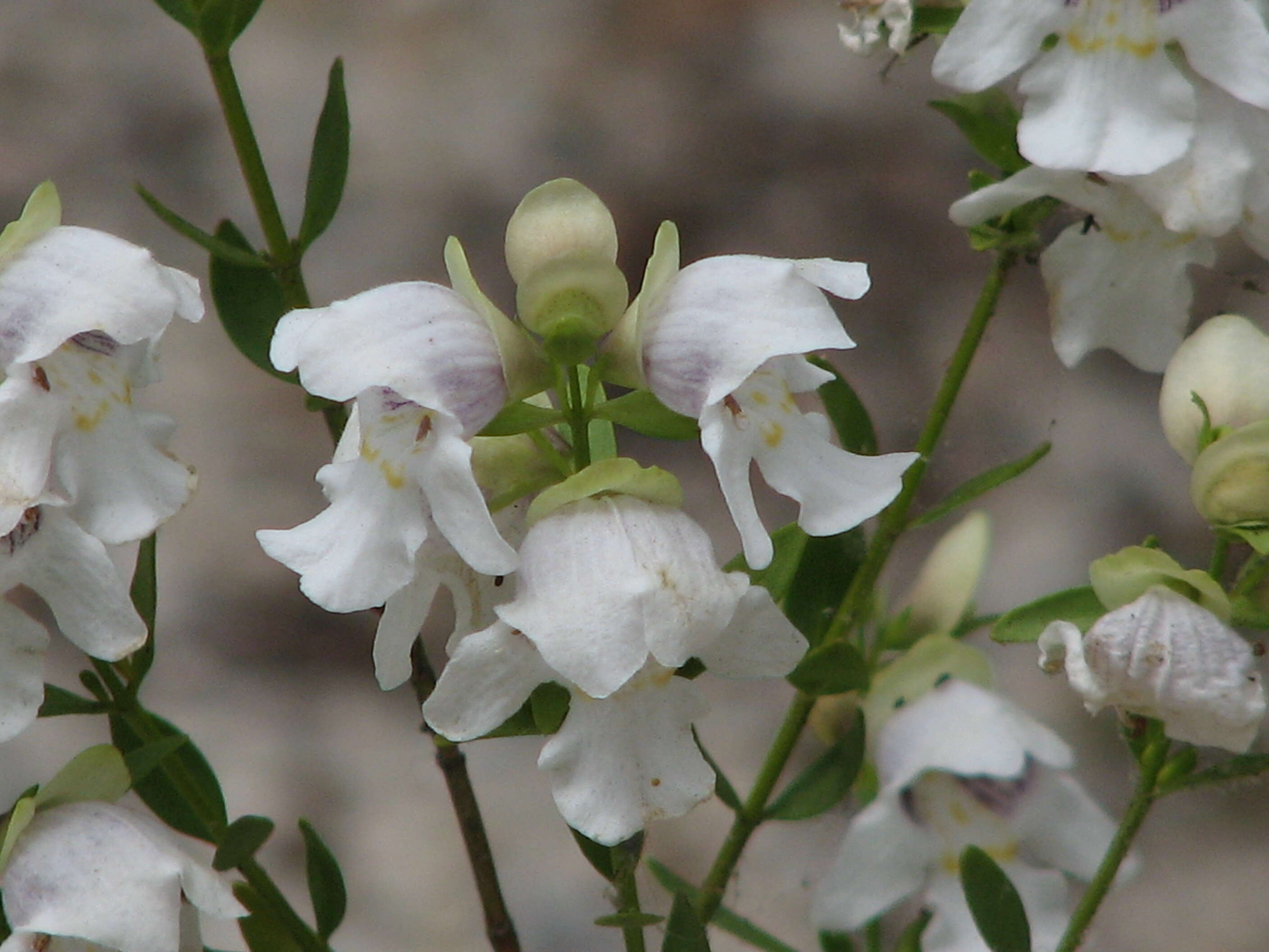 Imagem de Prostanthera striatiflora F. Muell.