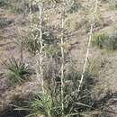 Image de Eryngium horridum Malme