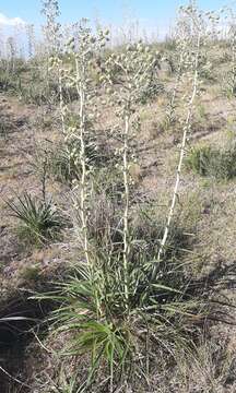 Image of Eryngium horridum Malme