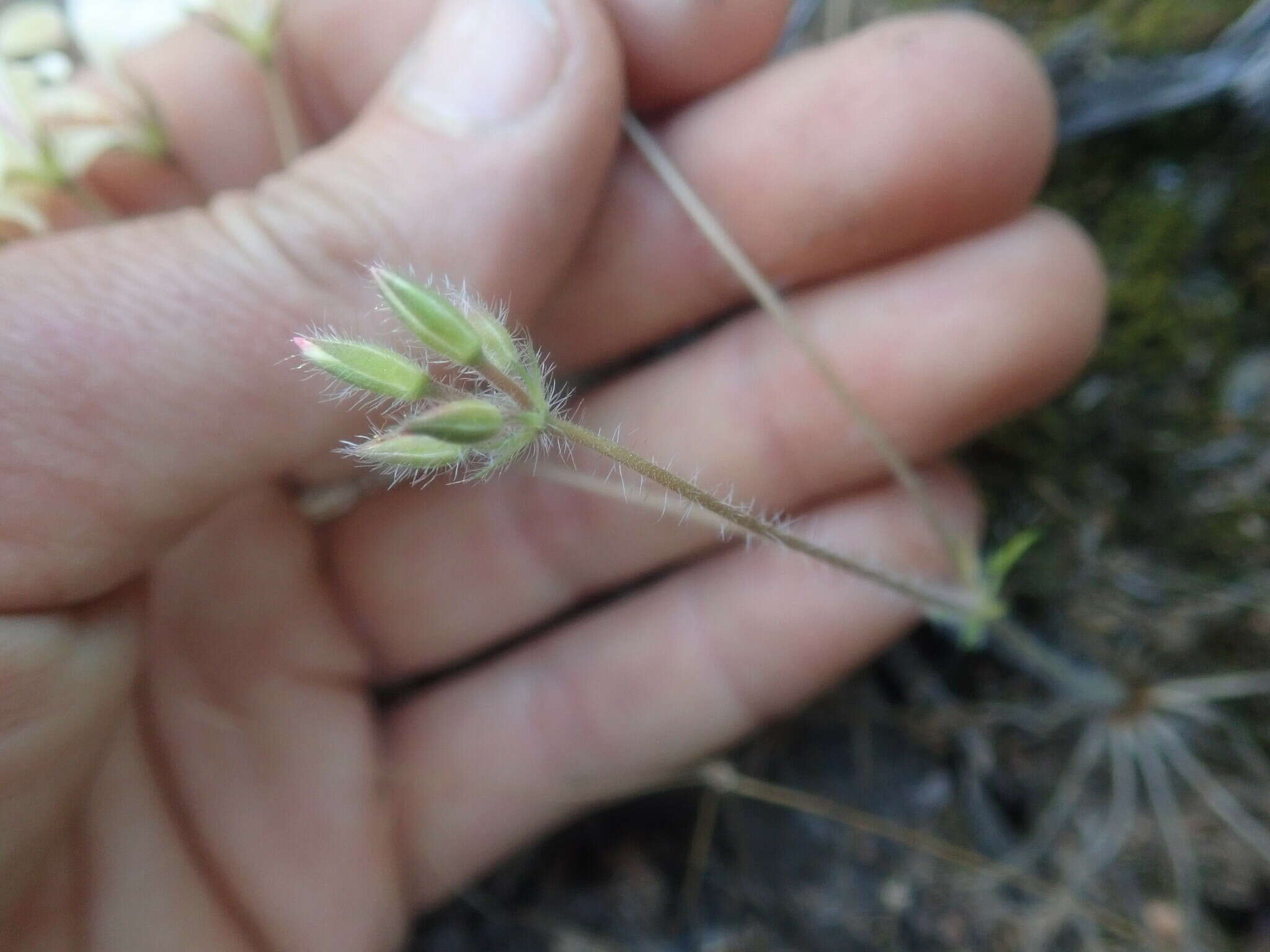 Image of Pelargonium fissifolium (Andr.) Pers.