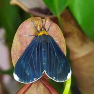 Plancia ëd Calodesma quadrimaculata Hering 1925