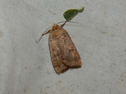 صورة Abagrotis alternata Grote 1864